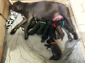 Cane Corso štěňátka rezervace - 2