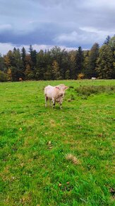 Prodám plemenného býka Charolais - 2