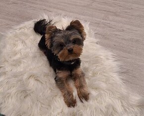 Yorkshire terrier mini krytí - 2