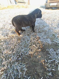 Cane Corso - 2