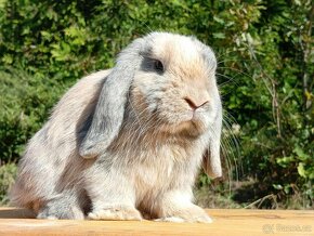 Kouzelná Miminka  - Anglický Zakrslý Beránek MiniLop - 2