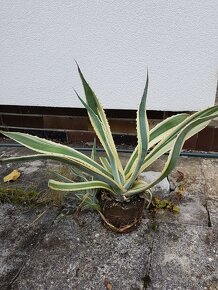 Agave americka panašovaná - 2