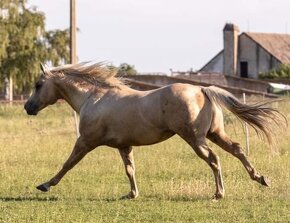 QH žrebček - 2