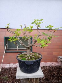 Jírovec manďal (kaštan) bonsai - 2