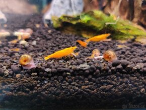 Neocaridina Orange sunkist - 2