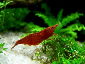 Krevetky - Red cherry - Neocaridina davidi - 2