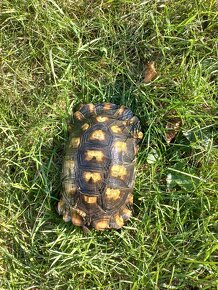 Prodám krásné samce Testudo marginata, želva vroubená - 2