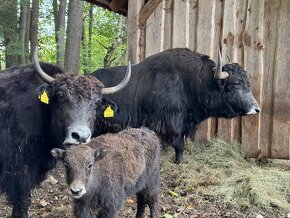 Prodáme jaky. Samostatně nebo stádo. Yak, Jak. - 2