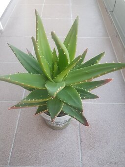 Aloe vera - 2