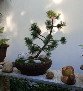 Borovice Osinatá (Pinus Aristata) bonsai - 2