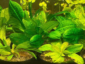 Akvarijní rostlina     Echinodorus tropica - 2