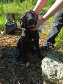 Poslední holčička Bandog americký - 2