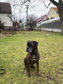 boxer Ben, 12 let - 2