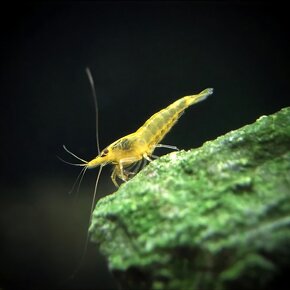 Krevetky - Neocaridina Yellow Fire (light) - 2