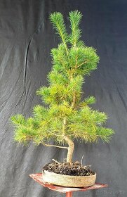 Bonsai, Bonsaj - Pinus parviflora 2 - 2