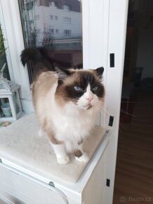 Kocourek Ragdoll - 2