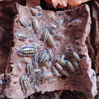 Porcellio haasi yellow - 2