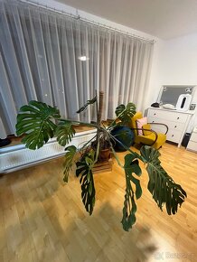 Monstera deliciosa– krásná, velká pokojová rostlina - 2