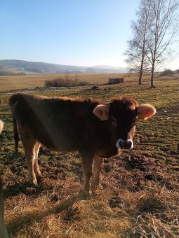 Prodám jalovici Brown Swiss - 2