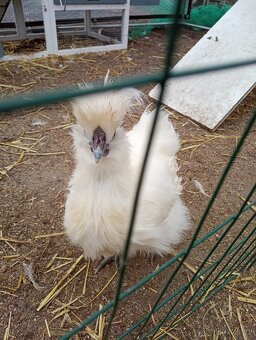 Za symbolickou cenu prodám kohoutka hedvábničky EU - 2