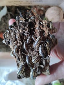 Porcellio ornatus yellow - 2