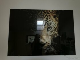 Skleněný obraz Leopard - 2