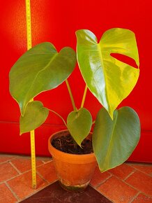 Monstera - 2