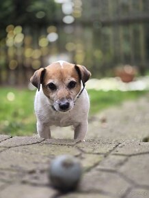 Fenka Jack Russell terié - 2