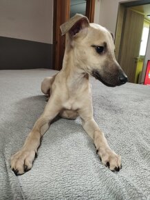 Prodám štěňátka vipet/ whippet bez PP - 2