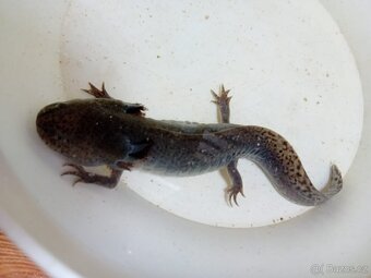 prodám Axolotla mexickeho - 2