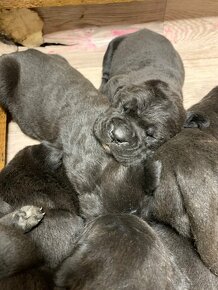 Italské plemeno Cane Corso - štěňata - 2