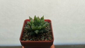 Haworthia pilifera 'Sabrina' - 2