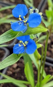 Komelina - Commelina tuberosa - 2