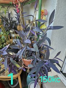 Tradescantia pallida, Voděnka fialová - 2