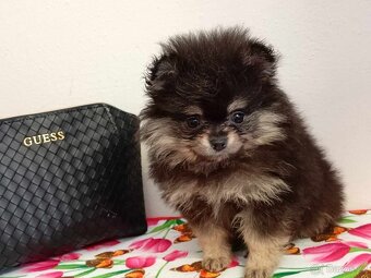 Pomeranian Mini Boo - Black And Tan Fenecka - 2