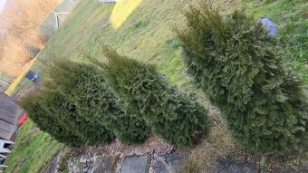 Prodám Thuja occidentalis Smaragd - 2