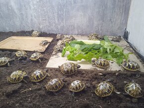 Želva zelenavá (Testudo hermanni boettgeri) - 2