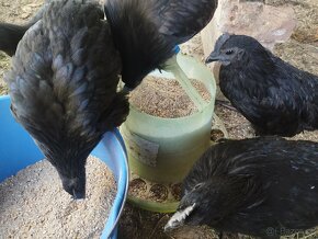 Kohouti Ayam Cemani a další - 2