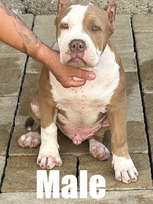 American Bully - 2