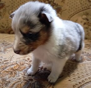 Šeltie-Sheltie - blue merle - 2