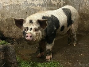 Kanec mix Kune Kune - 2