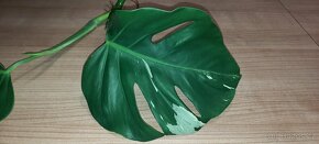 Monstera albo - 2