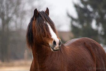 Připouštění welsh cob - 2