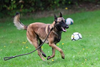 Chovný Belgický ovčák Malinois ke krytí - 2