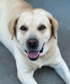 Krytí Labradorský retriever s PP - 2