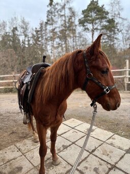 Dvouletý hřebeček QH s výjimečným původem - 2