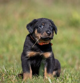 Beauceron - 2