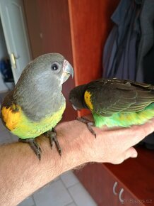 Papoušek žlutotemenný - 2