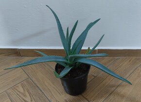 Prodám Aloe vera lékařská - 2