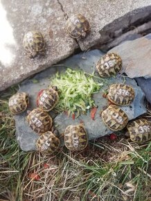 suchozemská želva zelenavá a vroubená, terárium - 2